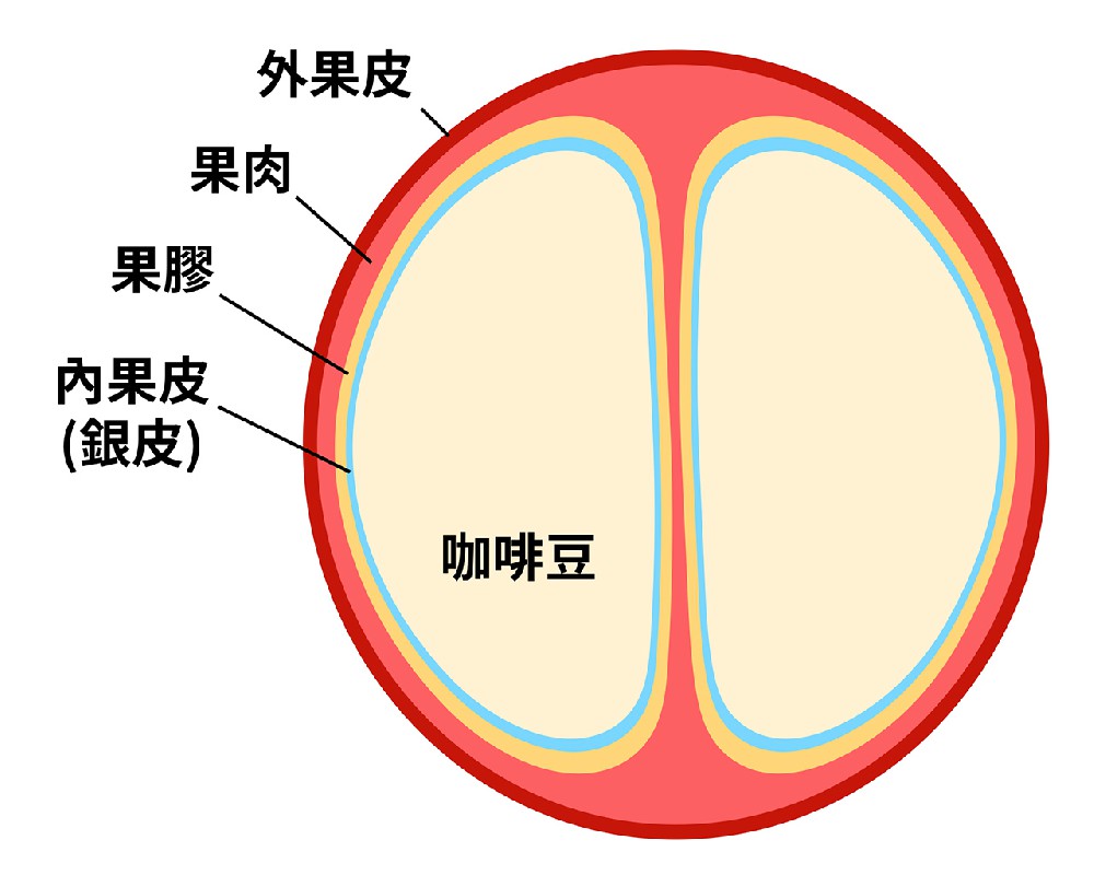 为什么经过日晒的咖啡豆比水洗过的咖啡豆味道更甜呢？